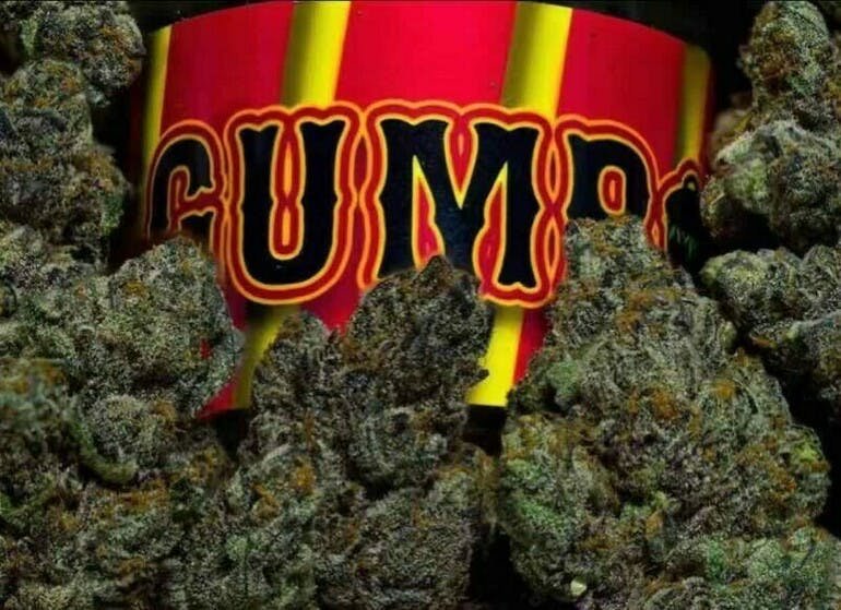 gumbo strain gumbo strain