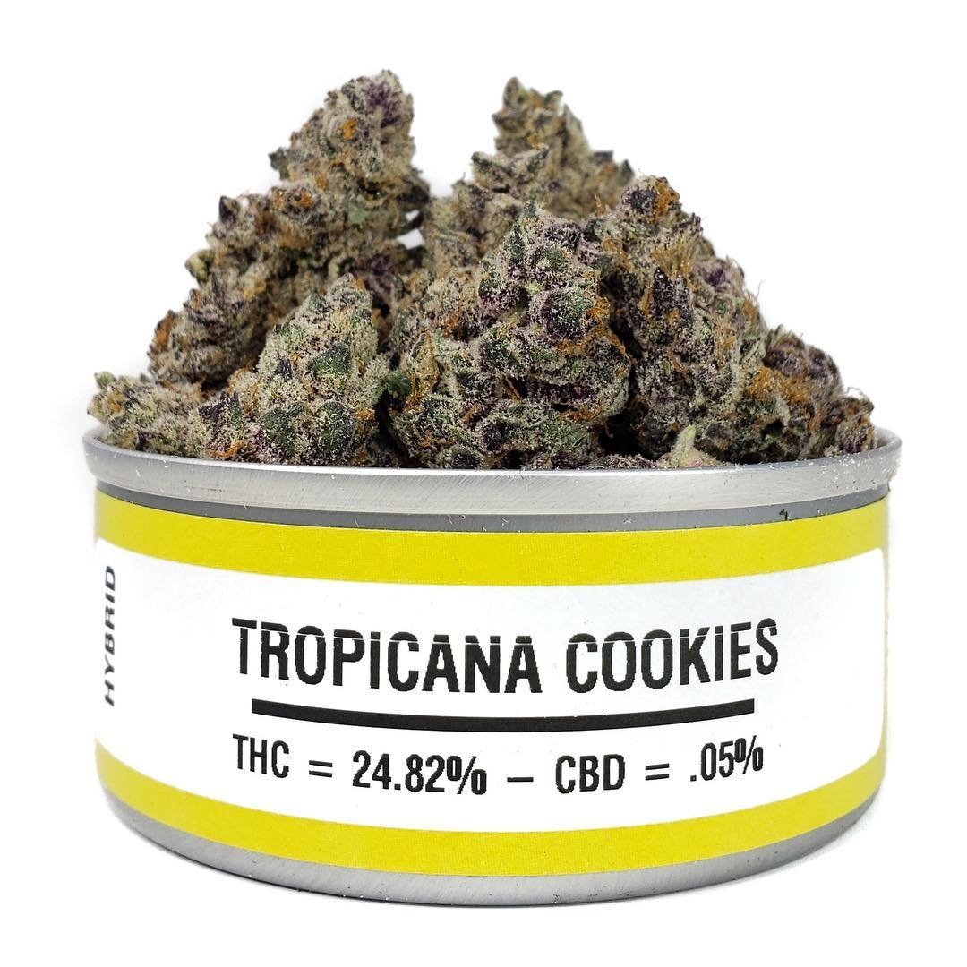 import placeholder for 1837 Space Monkey Meds is proud to introduce its Tropicana Cookies, a selectively bred Hybrid of GSC crossed with Clementine.