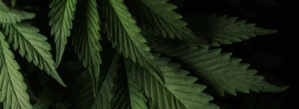 How to Order how to order