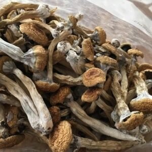 Buy Albino Envy online!. Its characteristics are similar to P.E. With small, thick, dense stalks and a tiny but beautifully colored white cap, sometimes blue, a “otherworldy” looking mushroom