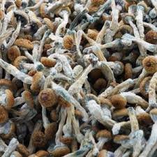 Magic Mushroom Golden Teacher as a stand-out sort of mushroom, in spite of its ongoing development as an otherworldly mushroom during the 1980s...