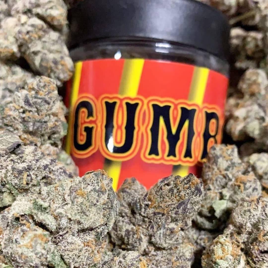 import placeholder for 1724 Buy Gumbo Strain uk, Gumbo strain is a new strain that was introduced to the market some few months back. The strain has increasingly