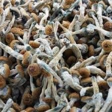 Magic Mushroom Golden Teacher as a stand-out sort of mushroom, in spite of its ongoing development as an otherworldly mushroom during the 1980s...